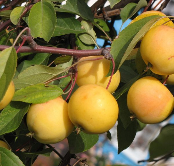 Яблоня Уральское Наливное